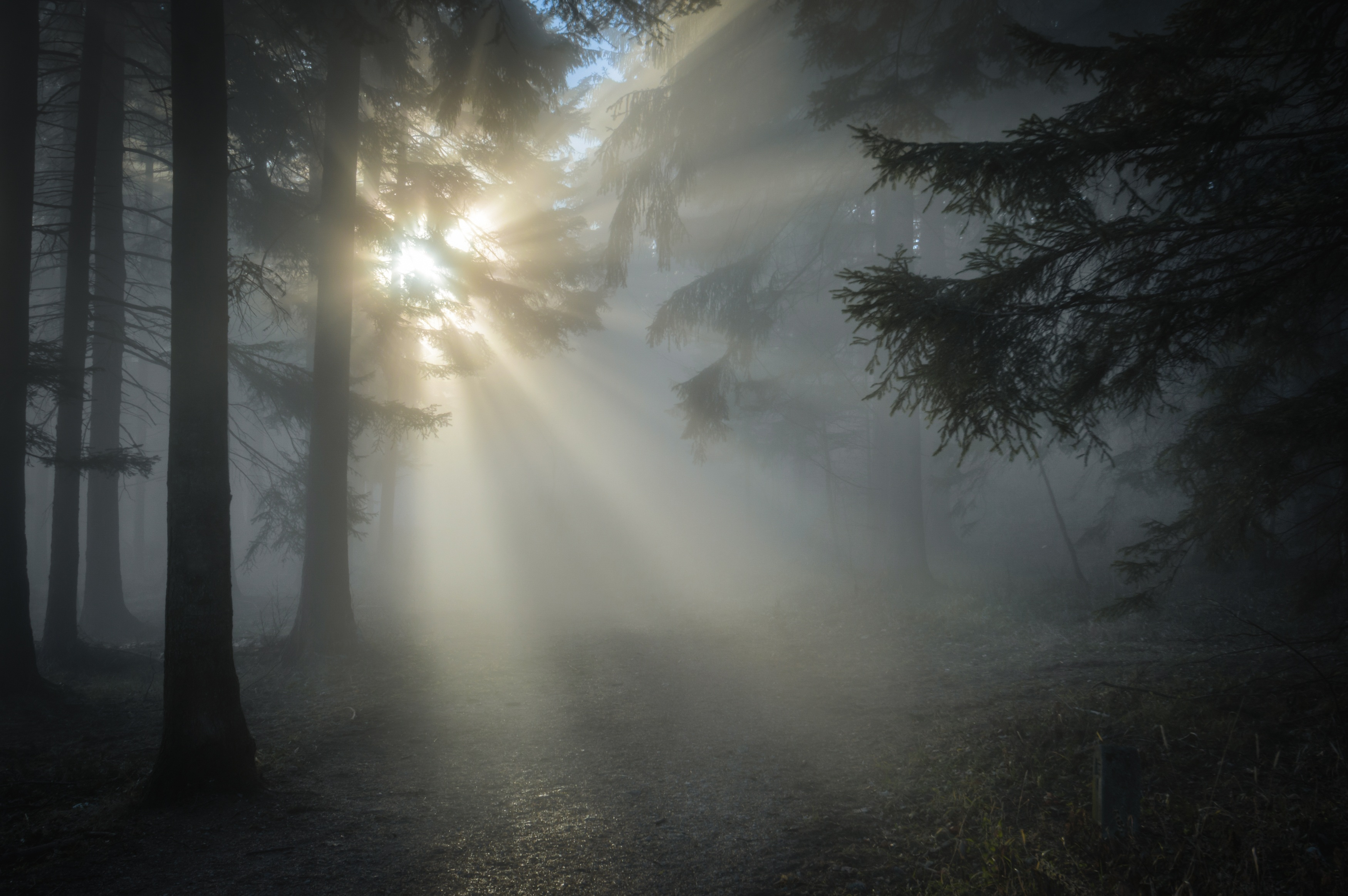 Canva - Sun Rays Through the Tree Leaves and Mist